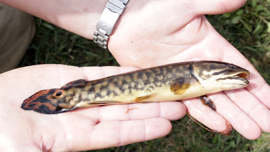 Baby Bowfin Fish