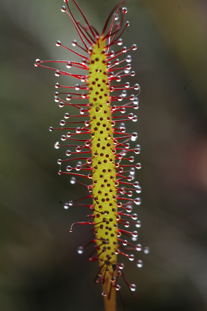 Gọng vó (Drosera spp.)