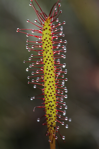 Droseraceae