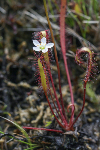 slenderleaf sundew (Drosera linearis)
