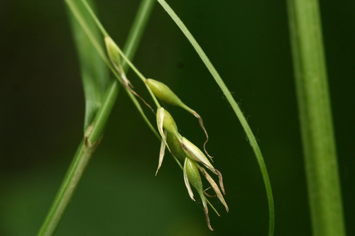 Assiniboia sedge (Carex assiniboinensis)