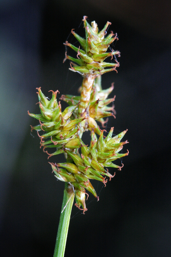Wiegand's sedge (Carex wiegandii)