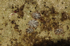 Echinolittorina meleagris image