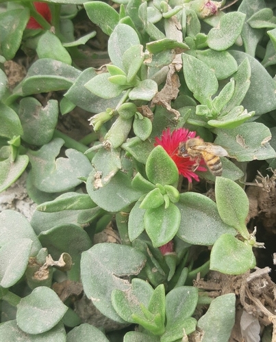 photo of Western Honey Bee (Apis mellifera)