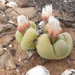Gibbaeum heathii - Photo (c) Emma-Leigh Prain, todos los derechos reservados, uploaded by Emma-Leigh Prain