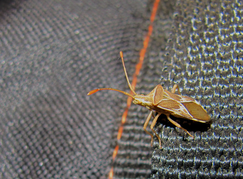 Cletoliturus lituripennis