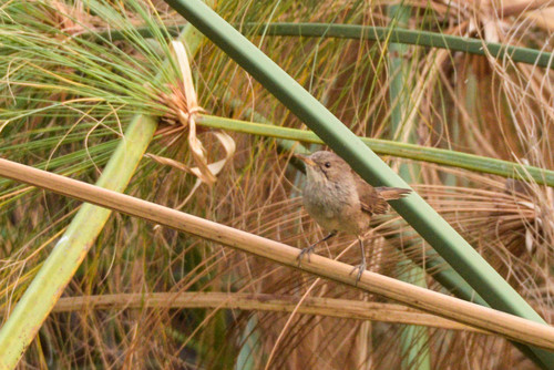 Greater Swamp Warbler