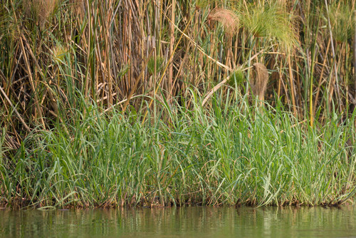 hippo grass