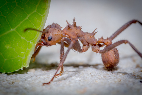 🍃 El increíble proceso de las hormigas cortadoras de hojas- Acromyrmex  octospinosus leafcutter ants 