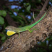 Guadeloupean Anole - Photo (c) Julien Rouard - Dreamtime Nature Photography, all rights reserved, uploaded by Julien Rouard - Dreamtime Nature Photography
