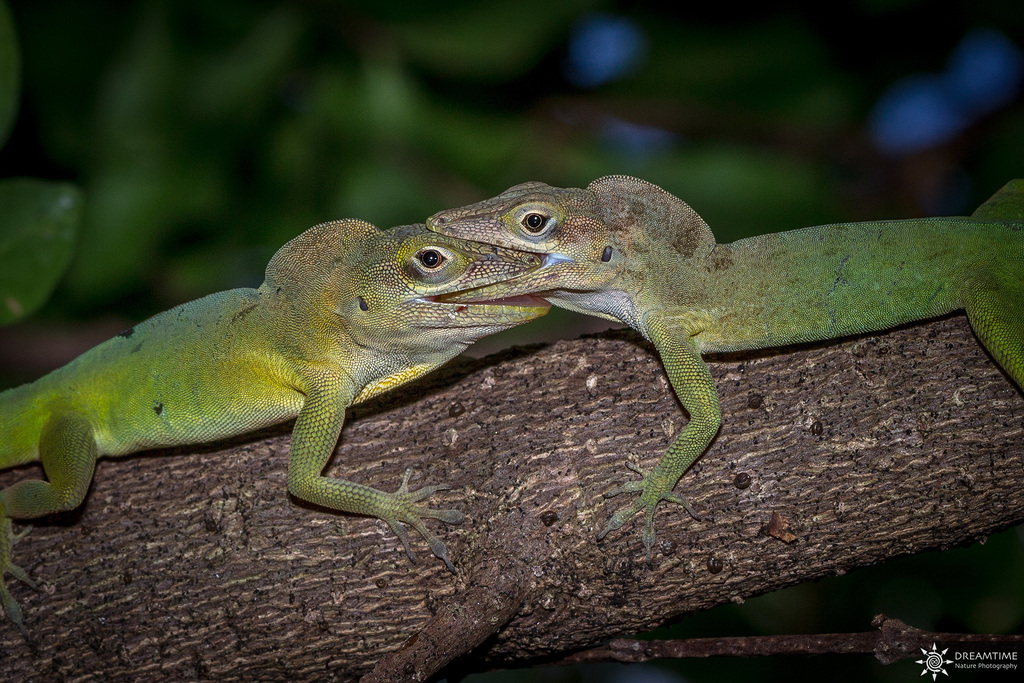 Guadeloupean Anole