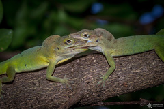 Guadeloupean Anole