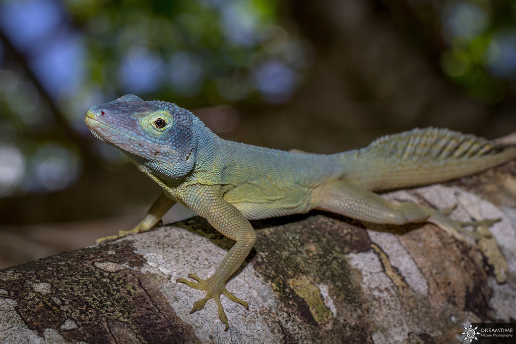 Morne Constant Anole (Anolis ferreus) · iNaturalist