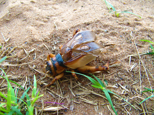 Brachytrupes membranaceus