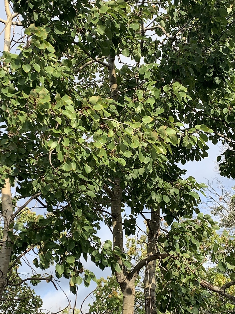 bigtooth aspen from Ballard St, Saugus, MA, US on September 29, 2020 at