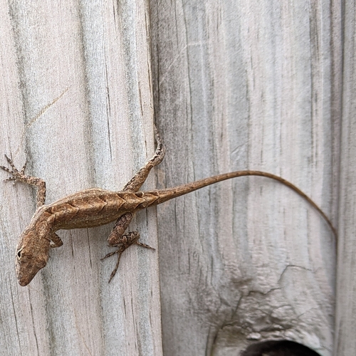 Brown Anole