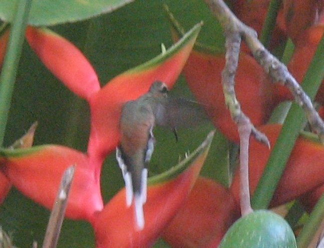 File:Phaethornis pretrei Planalto Hermit; Itapira, São Paulo