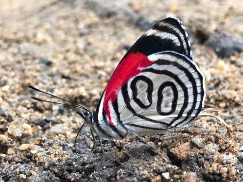 Diaethria gabaza (Hewitson, 1854)