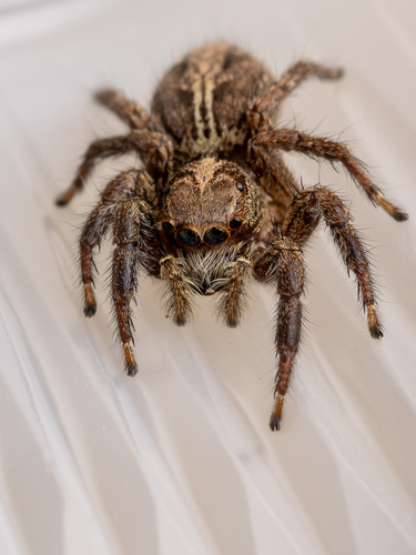 Pantropical Jumping Spider