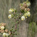 Hermannia hyssopifolia - Photo (c) Chris Whitehouse, όλα τα δικαιώματα διατηρούνται, uploaded by Chris Whitehouse