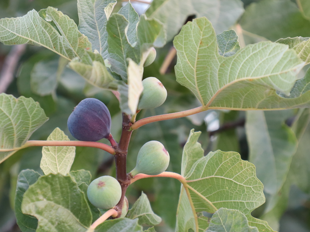 Ficus carica