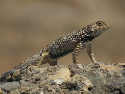 Baja California Spiny Lizard