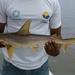 Scalloped Bonnethead - Photo (c) JUAN ROMERO, all rights reserved, uploaded by JUAN ROMERO