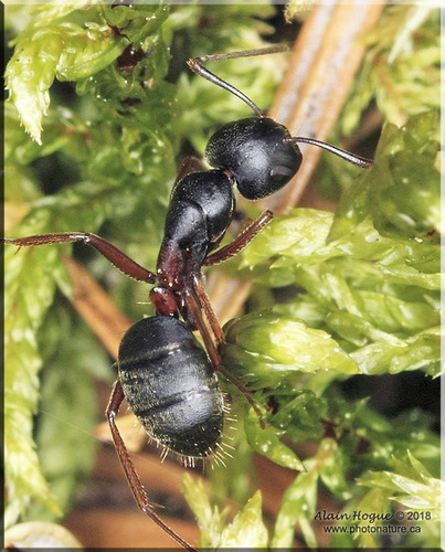 Hercules Carpenter Ant