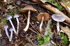 Cortinarius anomalus image