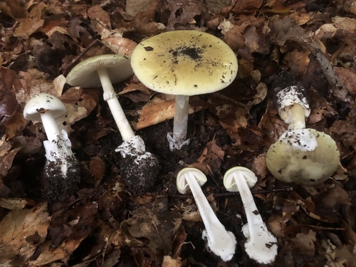 Deathcap