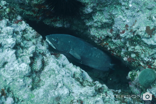 Pseudophycis barbata Günther, 1863