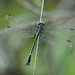Heliogomphus - Photo (c) WK Cheng, all rights reserved, uploaded by WK Cheng