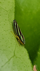 Graphocephala bivittata image