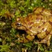 Cape Ghost Frog - Photo (c) Tyrone Ping, all rights reserved, uploaded by Tyrone Ping