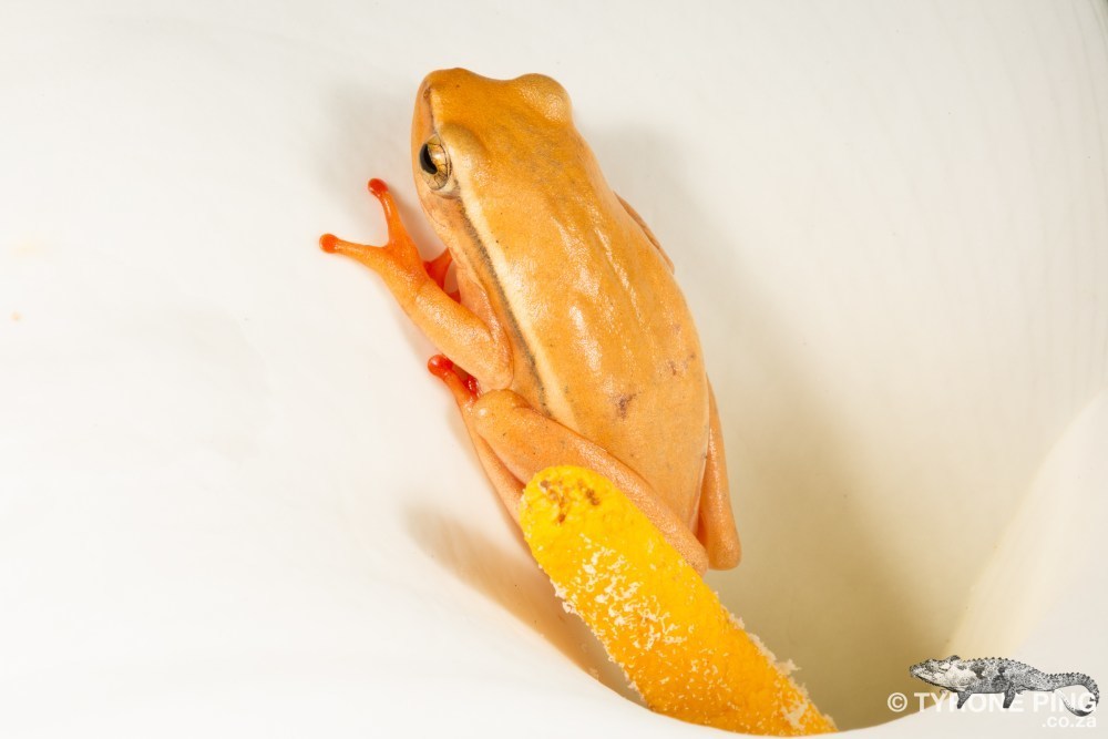 Arumlily Reed Frog (Hyperolius horstockii)