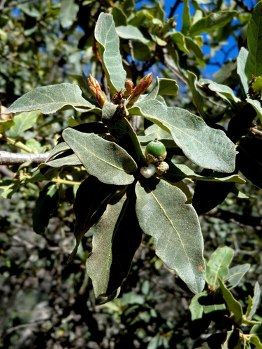 Carmen Mountain Oak