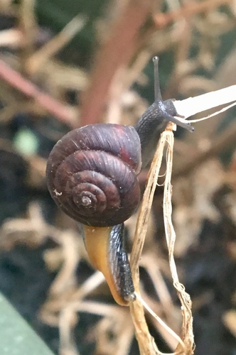 Strawberry Snail