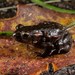 Capensibufo rosei - Photo (c) Tyrone Ping, kaikki oikeudet pidätetään, lähettänyt Tyrone Ping