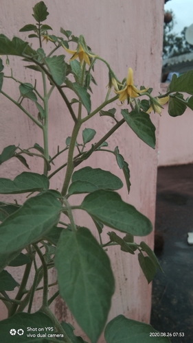 tomato