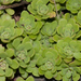 Sedum glaucophyllum - Photo (c) Jason Penney, todos los derechos reservados