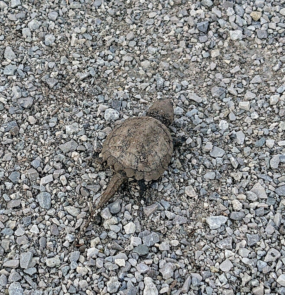 Common Snapping Turtle from Maple, Vaughan, ON, Canada on September 30, 2020 at 0914 AM by