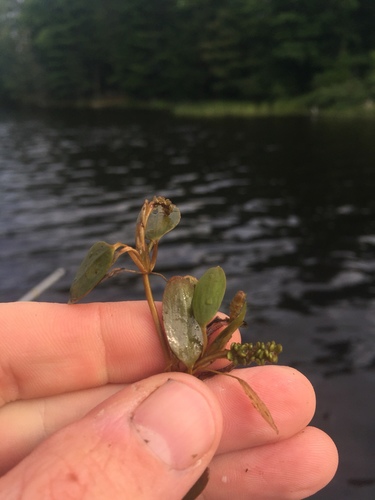 spiral pondweed (Potamogeton spirillus)