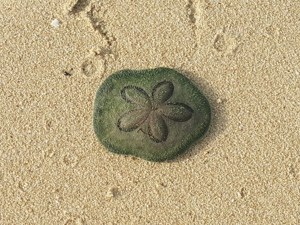 Clypeaster humilis