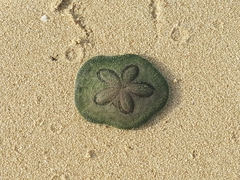 Clypeaster humilis