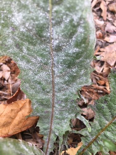 Podosphaera erigerontis-canadensis
