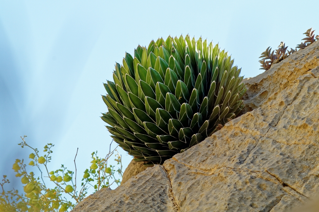Agave victoriae-reginae (Agave Victoriae Reginae) — an easy houseplant, prefers full sun light
