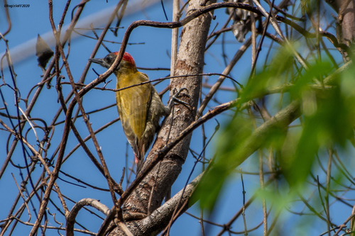 Olive Woodpecker