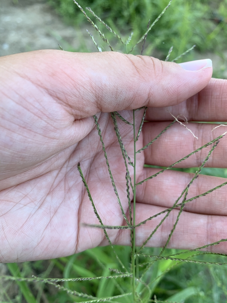 Leptochloa mucronata (Leptochloa mucronata)