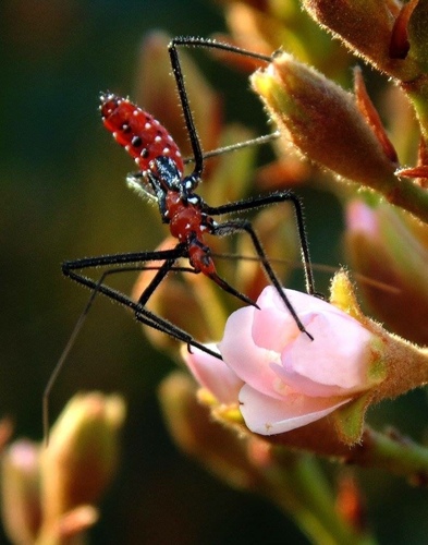 Milkweed Assassin Bug