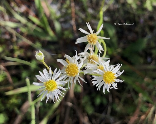 Erigeron vernus (L.) Torr. & A.Gray